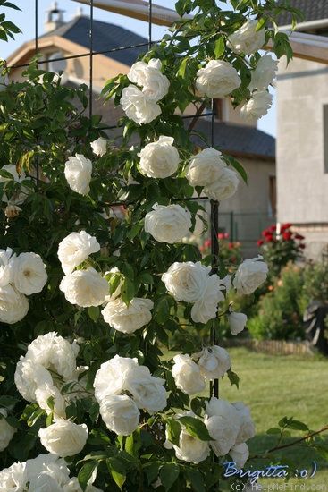 Iceberg Climbing Rose, White Climbing Roses, Rose Cuttings, Rose Garden Design, Limelight Hydrangea, Climbing Flowers, Rose Trellis, Climbing Rose, Rose Photo