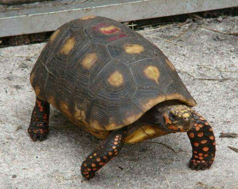 Redfoot Tortoise, Eastern Painted Turtle, Pet Insurance Dogs, Red Footed Tortoise, Land Turtles, Turtle Care, Russian Tortoise, Tortoise Care, Tortoise Habitat