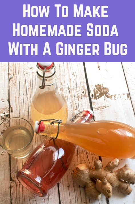 What the heck is a ginger bug? It’s kind of like a sourdough starter, but for soda. You mix ginger, sugar, and water to create a fizzy fermented starter. You can then use the starter to make tasty homemade sodas from sweetened tea, fruit juices, and homemade syrups. Gingerbug Soda Recipes, Fermented Fruit Starter, Fermented Soda Recipes, Gingerbug Soda, Ginger Bug Soda Recipes, Ginger Bug Starter, Home Made Ginger Beer, Ginger Bug Recipe Sodas, Fermented Ginger Ale Recipe