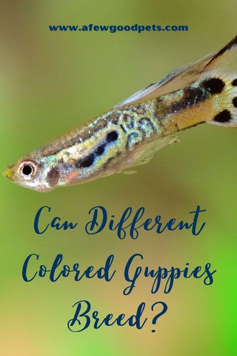 Can different colored guppies breed? Guppies of different colors can breed. However, one major factor stands in the way of the success of such breeding – inbreeding. Generally, interbreeding between related guppies (inbreeding) has low success rates. But in the absence of that, different colored guppies should be able to breed successfully. #info #tips #whatcan #fyi #guppies #color #afewgoodpets Guppy Breeding, Pregnancy Progression, Guppy Fish, Pregnancy Signs, Floating Plants, Types Of Fish, Dark Mark, Success Rate, Bright Eyes