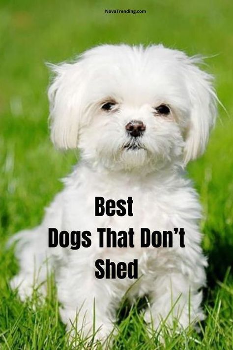 Top 10 Dog Breeds that Don't Shed - Cute Dogs That Dont Shed Small Dogs That Dont Shed, Lap Dog Breeds, Non Shedding Dog Breeds, Fillet Recipes, Cutest Small Dog Breeds, Most Cutest Dog, Best Small Dog Breeds, Calm Dog Breeds, Dog Breeds That Dont Shed