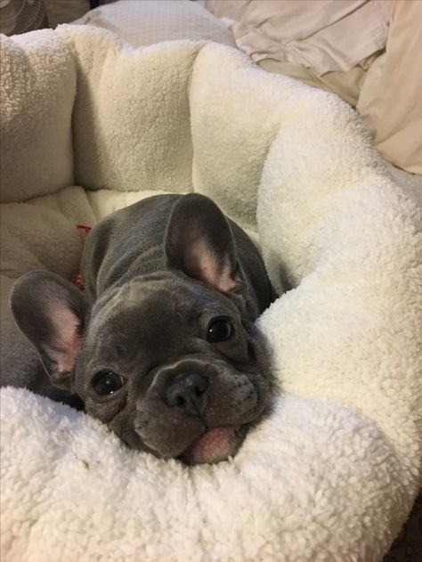 Cute Frenchies, Big Dogs Breeds, Biggest Dog In The World, Biggest Dog, Cute Bulldog Puppies, Bulldog French, Dog Mommy, Cute Dogs Images, French Bulldog Gifts