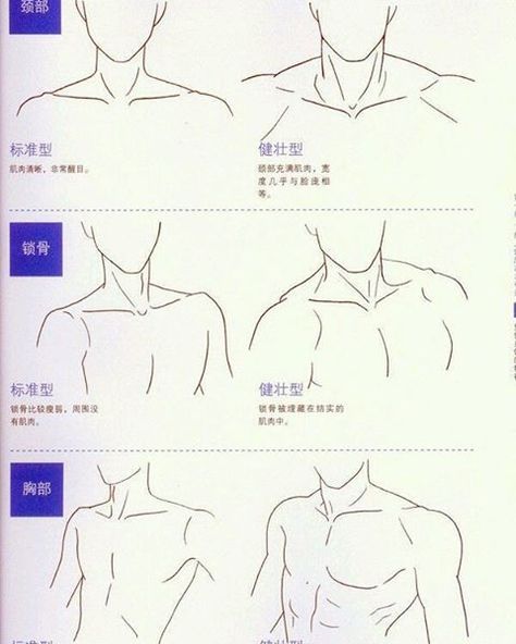 Male torso reference. Left is for uke, right is seme. Human Figure Drawing, Drawing Faces, Poses References, Anatomy Drawing, Digital Painting Tutorials, Figure Drawing Reference, Anatomy Reference, Anime Drawings Tutorials, Cardcaptor Sakura