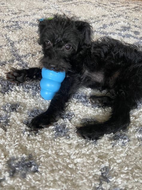 #blackdog #blackpuppy #yorkie #yorkshireterrier #yorkiepoo #yorkiepuppy #poodle #yorkie-poo #yorkiepoopuppy Black Yorkie Poo, Yorkie Poo Puppies, Black Puppy, Yorkie Poo, Yorkie Puppy, Black Dog, Yorkshire Terrier, Yorkie, Puppy Love