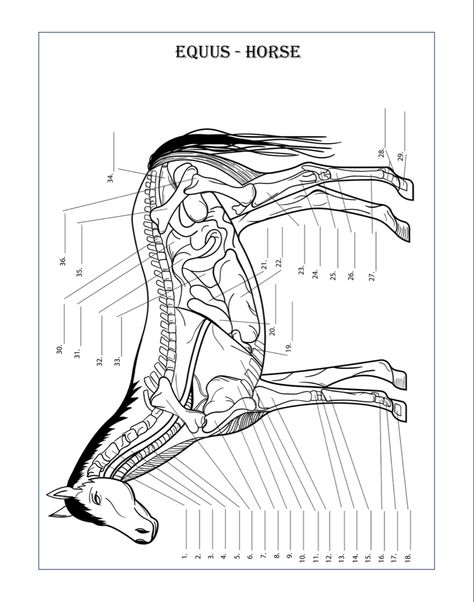 Anatomy Animals Study, Animal Physiology, Vet School Motivation, Veterinary Anatomy, Anatomy Coloring, Anatomy Book, Veterinary Studies, Med Vet, Anatomy Coloring Book