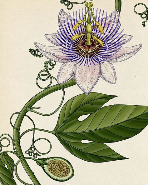 Written Tattoos, Passion Fruit Flower, Flor Tattoo, Plant Inspiration, Katie Scott, Passion Vine, Nature Studies, Botanical Vintage, Scientific Illustration