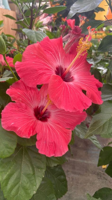 Hibiscus Flower Pictures, Bouquet Of Hibiscus Flowers, Hibiscus Flower Colors, Hisbusic Flower, Hibiscus Colors, Hibiscus Flower Bouquet, Hibiscus Flower Aesthetic, Hibiscus Flower Plant, Propagate Hibiscus