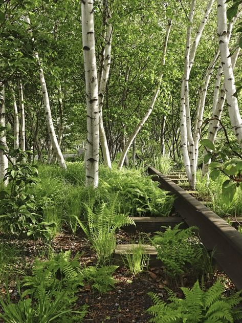 Birch Trees: 5 Favorites to Plant in a Landscape Birch Tree Garden, Birch Trees Garden, Birch Trees Landscaping, Tree Garden, Washington Street, Robert Frost, Modern Backyard, Forest Garden, Whitney Museum