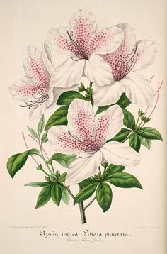 30191 Azalea vittatopunctata Lemaire / L’ Illustration horticole, vol. 1: t. 20 (1854) White Azaleas, Vintage Flower Illustration, White Azalea, Azalea Flower, Antique Illustration, Clip Art Vintage, Flower Clipart, Botanical Wall Art, Elements Of Art