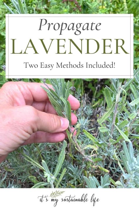 Learning how to propagate lavender is an easy and fun way to expand your lavender plants at no additional cost. Follow these simple steps using one of the two methods offered for propagating lavender from cuttings, and enjoy watching them grow! #howto #garden #herbs How To Propagate Lavender From Cuttings, Propagating Lavender From Cuttings, Propagating Perennials, Propagating Lavender, Propagate Lavender, Homestead Garden Layout, Lavender Plant Care, Chamomile Growing, How To Propagate Lavender