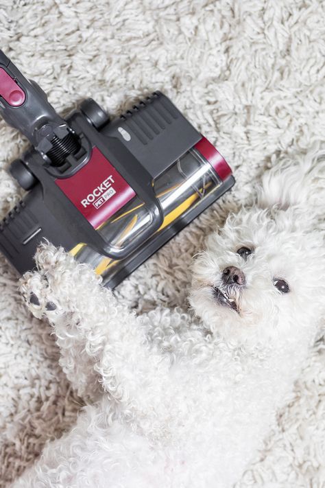 Tips to help stop your dog from attacking your vacuum cleaner! #dogphotography #dogmagazine #dogportraits #poodles #pawshmagazine #interiorsanddogs #vacuums Hair Training, Commercial Photography Studio, Dog Magazine, Training Dogs, Personal Branding Photography, Best Vacuum, Photography Product, Product Shots, Branding Photography