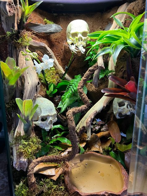 Joshes frogs and the dio dude Whites Tree Frog Vivarium, Tree Frog Enclosure Ideas, Dumpy Frog Terrarium, Dumpy Tree Frog Terrarium, Pet Frog Habitat Terrariums, Whites Tree Frog Enclosure, Whites Tree Frog Terrarium, Tree Frog Vivarium, Frog Terrarium Ideas