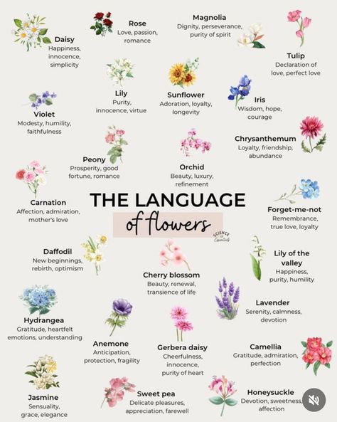 Wildflowers And Their Meanings, Romantic Flower Quotes, Different Flowers And Their Meanings, Flower Meanings Chart, Flowers And Meanings, Flowers Meanings, Flowers Language, Meaningful Flowers, Flowers And Their Meanings