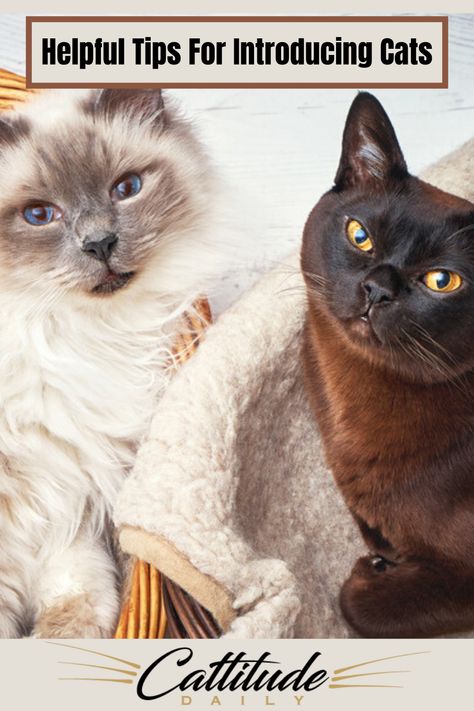 Most of us have more than one cat in our home. And while our feline friends might be the best of buds now, the introduction may not have been easy. When introducing cats, there are a few key factors to consider. #cattitudedaily #cats #catbehavior #catownertips #cat How To Introduce Cats, Cat Life Hacks, Cat Advice, Cat Language, Kitten Care, Cute Kitten Gif, Cat Garden, Outdoor Cats, Baby Kittens