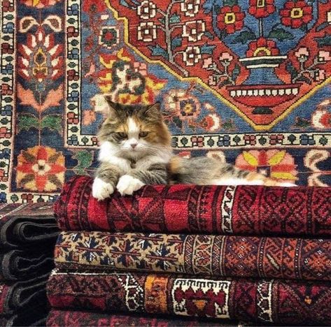 Arabian Rugs, Cat Persian, Afghanistan Culture, Saad Lamjarred, Iran Culture, Iran Pictures, Arab Culture, Arab World, Arabian Beauty