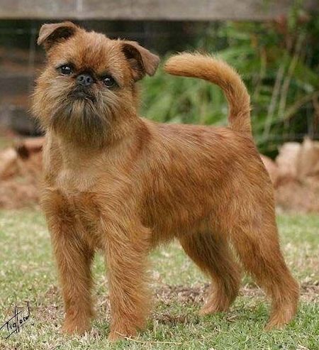 14 Interesting Facts About Brussels Griffons That You Probably Didn`t Know | Page 2 of 3 | PetPress Griffin Dog, Brussels Griffin, Brussels Griffon Puppies, Brussel Griffon, Brussels Griffons, Griffon Bruxellois, Petit Brabancon, Griffon Dog, Every Dog Breed