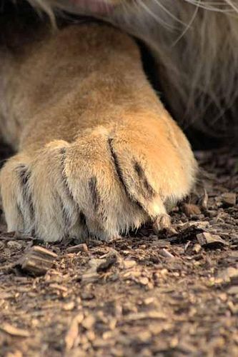 Male Lion Paw by Mrshutterbug.com, via Flickr Kitty Paws, Life Notes, Lions Pride, Cat Anatomy, Lion Paw, Male Lion, Being Honest, Paws And Claws, Wild Creatures