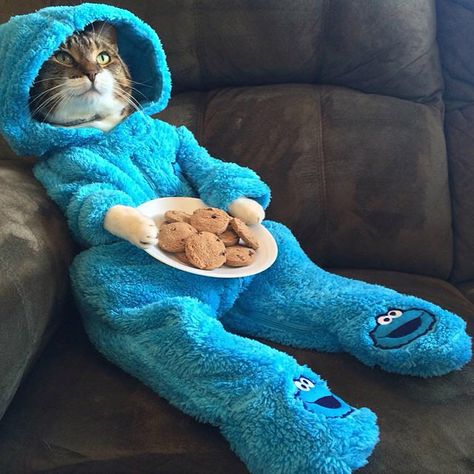 Poor cat dressed up as a cookie monster.  Doesn't look very comfortable...  But looks so cute! #kitty #adorable Image Chat, Söt Katt, Cat Sitting, Cute Kittens, Funny Animal Pictures, 귀여운 동물, Baby Cats, Cute Funny Animals, Crazy Cats