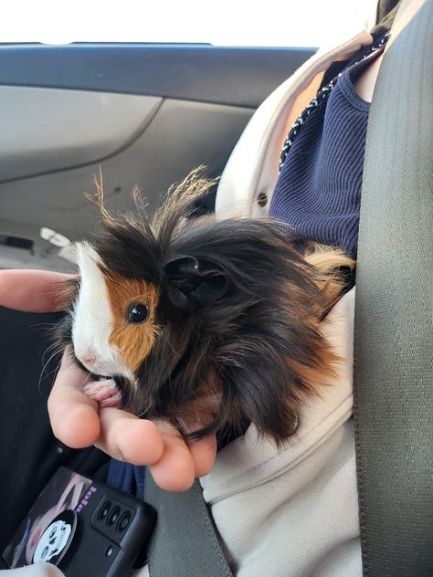 Long Haired Guinea Pigs, Abyssinian Guinea Pigs, Guinea Pigs Funny, Funny Rats, Pet Guinea Pigs, Guinea Pig Care, Cute Small Animals, Cute Guinea Pigs, Guinea Pig Cage