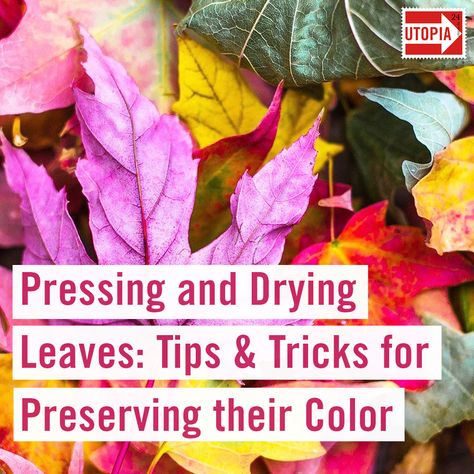 How To Press Leaves, How To Press Leaves Diy, Press Leaves Diy, How To Dry Leaves For Crafts, How To Preserve Autumn Leaves, Pressing Fall Leaves, Pressing Leaves, Leaf Pressing, Drying Leaves