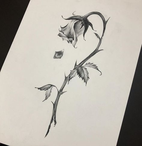 Deadroses Tattoo, Withered Flowers Drawing, Withered Rose Drawing, Dried Rose Tattoo, Wilted Rose Drawing, Blackwork Flower Tattoo Design, Withered Rose Tattoo, Dark Flower Drawing, Withered Flower Drawing