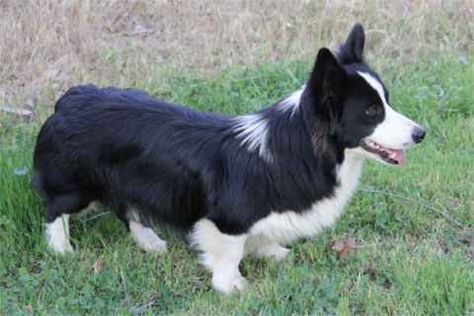 OMG!  My favorite (border collie) and Scott's favorite (corgi) mixed together!!!  I WANT ONE!!! Border Collie Corgi Mix Puppies, Corgi Mix Puppies, Border Collie Corgi Mix, Border Collie Agility, Border Collie Jumping, Border Collie Hiking, Kelpie Cross Border Collie, Corgi Mix, Really Cute Puppies