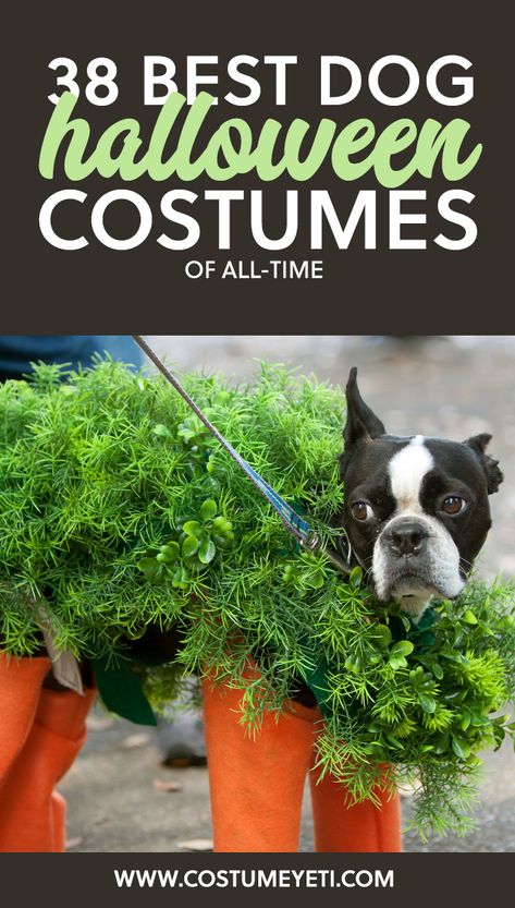 38 Best Dog Halloween Costumes of All Time - Costume Yeti Diy Pet Costumes Dogs, Dog Costume Ideas, Diy Pet Costumes, Large Dog Costumes, Best Dog Halloween Costumes, Best Dog Costumes, Small Dog Costumes, Halloween Costume Patterns, Cute Dog Costumes