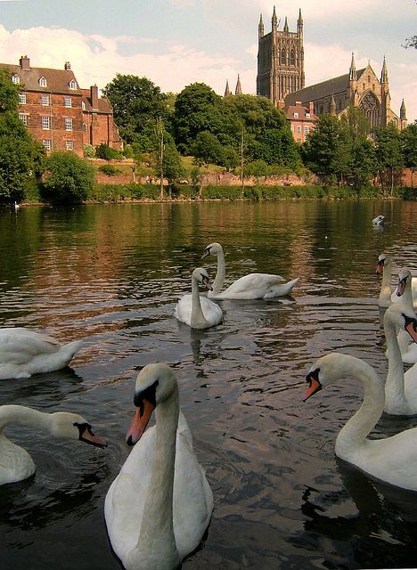 Worcester Cathedral, Swans English Cathedrals, Worcestershire England, Worcester England, Gloucestershire England, Wells Cathedral England, Worcester Massachusetts, River Severn, Famous Gardens England, Worcester Cathedral