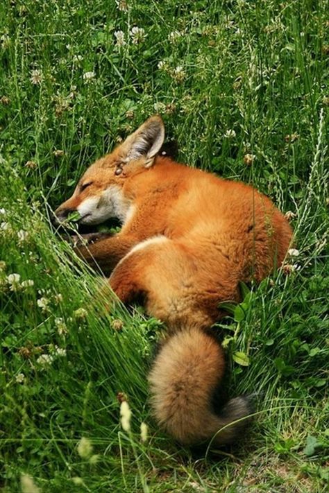 Fuchs als Haustier? Zählt der Fuchs zu den ausgefallenen Haustieren? Wild Animals Pictures, Red Fox, Cute Creatures, Sweet Animals, Animal Planet, Animal Photo, Nature Animals, 귀여운 동물, Animals Friends