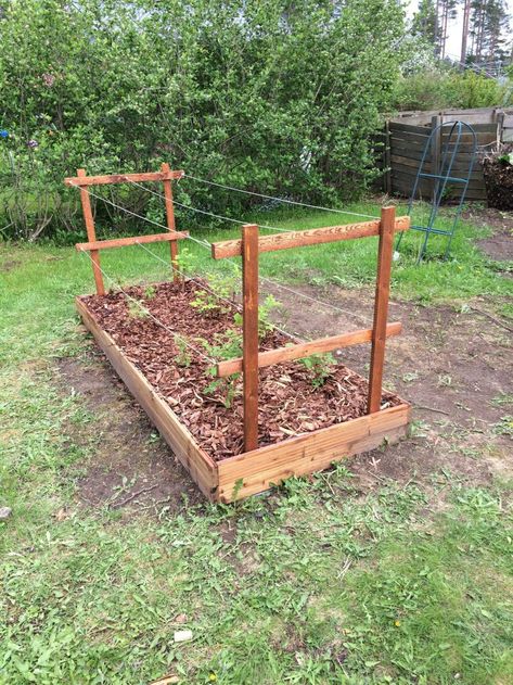 Love the proportions on this visually. I was thinking maybe a little bit taller raised bed, and fill to the brim with berries. Raspberries and maybe serviceberries or whatever climbing the trellis, and spreading strawberries and flowers and stuff under. A pop of color that I’ll always be able to see How To Grow Raspberries, Grow Raspberries, Growing Berries, Raspberry Trellis, Growing Raspberries, Raspberry Plants, Berry Garden, Vegetable Garden Design, Fruit Garden