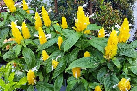 The unusual flower spikes of Golden Shrimp Plant make it an interesting house plant or addition to the landscape, depending on your climate. Shrubs For Shade, Shrimp Plant, Part Shade Plants, Shade Shrubs, Small Shrubs, Hanging Plants Indoor, Low Light Plants, Garden Help, Flower Gardening