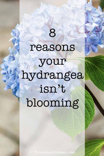 Having trouble with your hydrangeas not blooming? Find out how to fix the problems so that you can grow these beautiful flowers in your garden. #fromhousetohome #hydrangeas #gardeningtips #gardenideas #partshadeperennials #shadelovingshrubs Hydrangea Plant Care, Part Shade Perennials, Shade Loving Shrubs, Hydrangea Petiolaris, Repotting Orchids, Plants Under Trees, Big Leaf Hydrangea, Smooth Hydrangea, Hydrangea Bloom