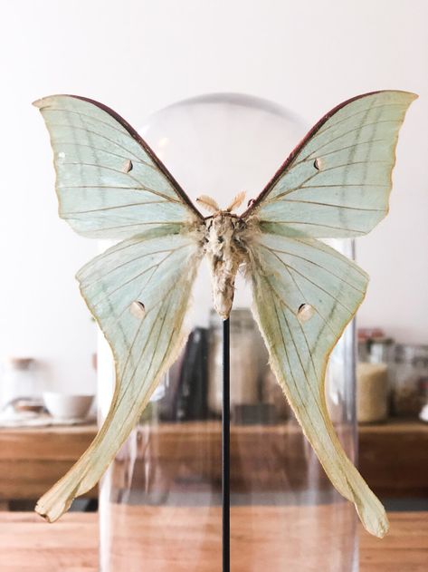 Butterfly and Moth Project for Grade School — Happily Curated Chaos Butterfly Science Project, Paper Moth, Butterfly Science, Butterfly And Moth, Human Body Unit, Moth Butterfly, Nature Projects, Moths And Butterflies, Butterfly House