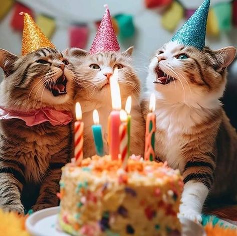 Birthday Wishes Pics, Happy Birthday Cat, Funny Happy Birthday Wishes, Birthday Greetings Friend, Happy Birthday Art, Happy Birthday Wishes Cards, Happy Birthday Funny, Happy Birthday Fun, Two Cats