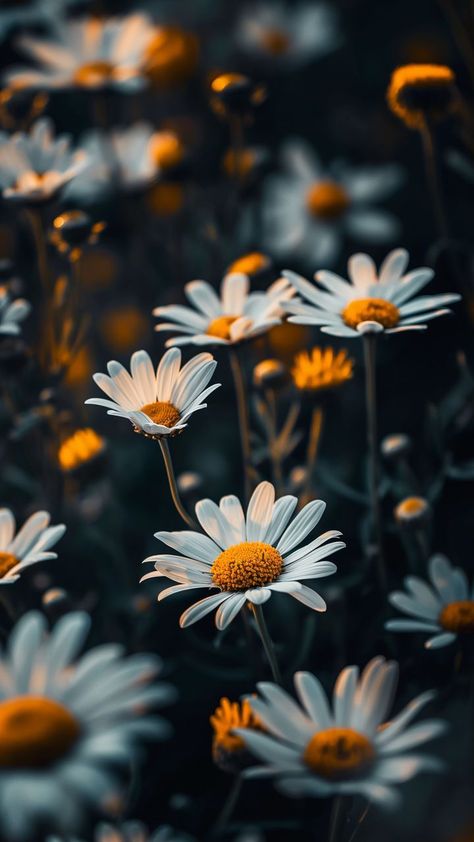 Wallpaper daisies, flowers, petals, blur, summer, sunrise, Flowers 4K by Nady Murr. Download wallpaper daisies, flowers, petals, blur, summer, sunrise for free. Background Css, Moonlight Photography, Summer Sunrise, Daisy Wallpaper, Background Drawing, Flowers Petals, Creative Profile Picture, Wallpaper Nature Flowers, Flower Landscape