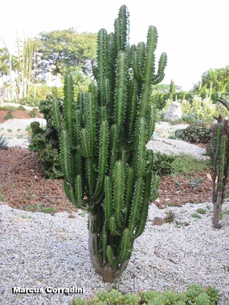 Euphorbia trigona Euphorbia Plant, Euphorbia Trigona, Front Flower Beds, Outside Plants, Cactus Garden, Cactus And Succulents, Flower Beds, Garden Inspiration, Cactus Plants