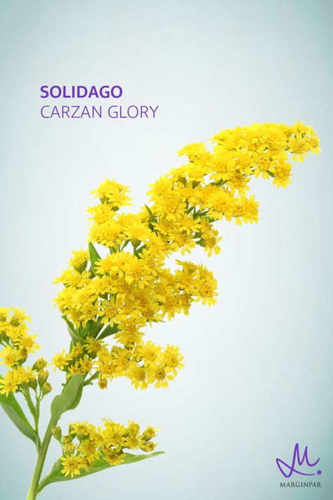 Solidago Flower, Gary Jenkins, Beds Uk, Filler Flowers, Yellow Sun, Favorite Flower, Flower Therapy, September Wedding, Flower Bed