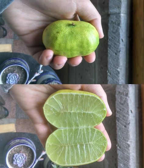 #lemon #fruit #garden #somethingstrange #farmer #gardener #interesting Inappropriate Memes, Gardening Humor, Fun Pics, Interesting Information, Dirty Mind, At Last, Funny Cute, Cool Pictures, All About Time