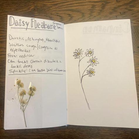 As promised, since I missed last week’s I am posting two today, so here’s ✨Medicinal Monday✨part 2! A series where we discuss a new plant that has medicinal uses every Monday. This weeks plant is Daisy Fleabane🌼 Obviously a member of the daisy family so it has many similar benefits for us as well as our environment as it is what helps make our fields and plains and is usually one of the first wildflowers to grow and lead the way for other native plants. For humans it can act as a diureti... Daisy Fleabane, Fever Reducer, Lead The Way, Therapy Ideas, Our Environment, Native Plants, I Missed, A Series, Wild Flowers