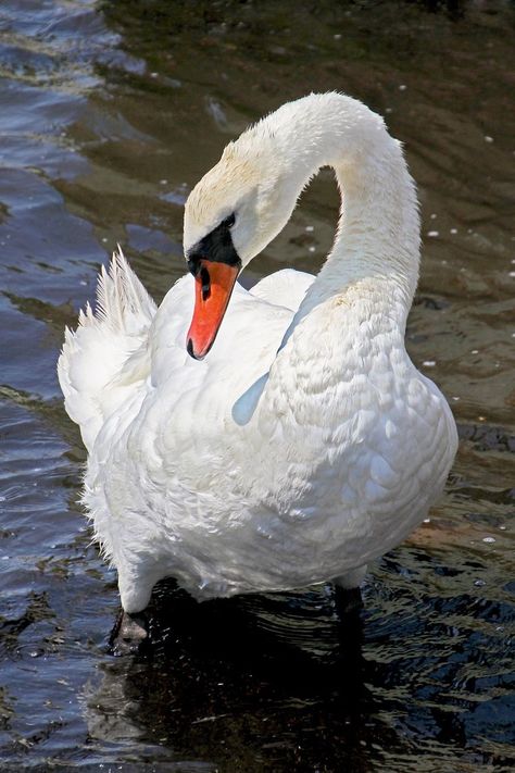 Swan Photography, Swan Pictures, Swan Painting, Swan Love, Swans Art, Mute Swan, Beautiful Swan, Most Beautiful Birds, White Swan