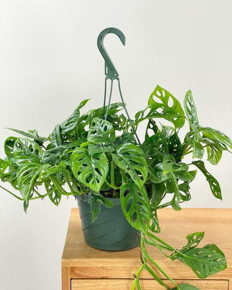 Monstera Varieties | PlantVine Low Maintenance Indoor Plants, Monstera Adansonii, Philodendron Plant, Swiss Cheese Plant, Hanging Vines, Cheese Plant, Plant Decor Indoor, Light Water, Starter Plants