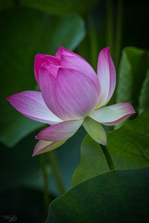 Lotus Hd Wallpaper, Flower Reference Photo, Lotus Picture, Lotus Flower Photography, Lotus Flower Aesthetic, Nature Flowers Photography, Rose Flowers Drawing, Lotus Photo, Decoration Craft Ideas