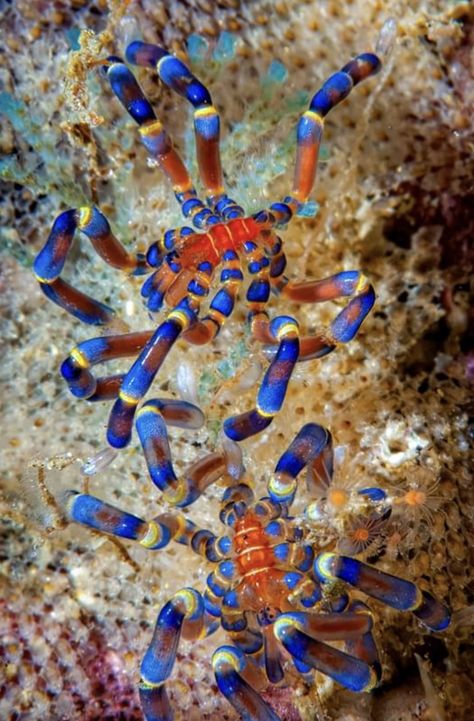 Colourful Spiders, Unique Spiders, Water Spider, Animal Biology, Sea Spider, Weird Sea Creatures, Deep Sea Life, Spider Species, Creature Reference