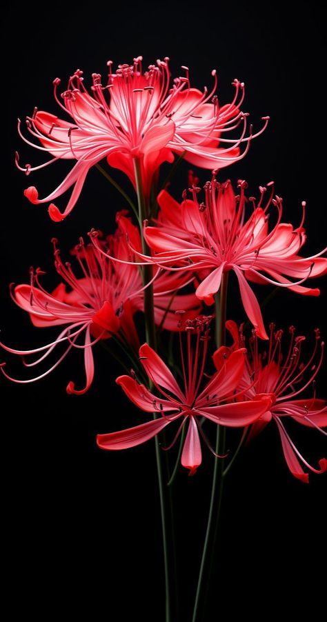 Spider Lily Wallpaper Desktop, Blue Spider Lily Wallpaper, Spider Lily Wallpaper, Japanese Spider Lily, Blue Spider Lily, Lily Wallpaper, Red Spider Lily, Spider Lily, Red Spider