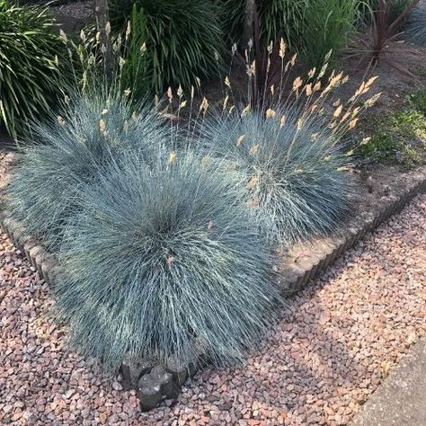 Fescue Grass Elijah Blue, Festuca Elijah Blue, Festuca Glauca Elijah Blue, Elijah Blue Fescue, Festuca Glauca, Courtyard Plants, Blue Fescue, Rogers Gardens, Stone Landscaping