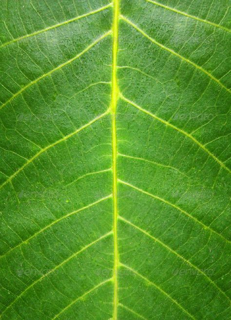 Leaf Texture Pattern, Texture Practice, Leaf Green Color, Forest Texture, Farm Website, Forest Inspiration, 3ds Max Design, Leaves Texture, Plan Elevation