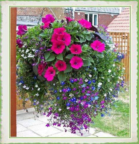 Hanging Baskets- every year I mean to get them but never get round to it Hanging Flower Baskets, Container Gardening Flowers, Plants For Hanging Baskets, Outdoor Flowers, Garden Containers, Flowering Plants, Hanging Flowers, Container Flowers, Hanging Garden