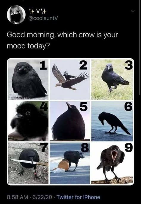 Today Meme, Crow Pictures, Crows And Ravens, Crows Ravens, Kinds Of Birds, Six Of Crows, Silly Animals, Funny Animal Memes, Video Chat