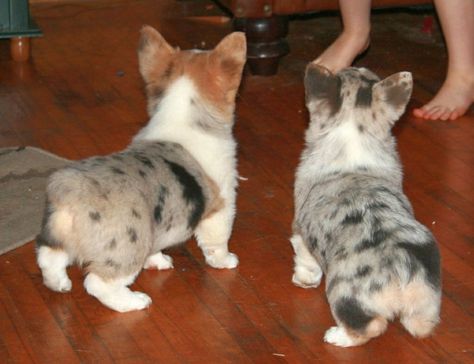 Aussie Corgi, Corgi Aussie Mix, Corgi Mix Puppies, Corgi Facts, Aussie Mix, Mini Aussie, Corgi Mix, Corgi Butts, Puppies And Kitties