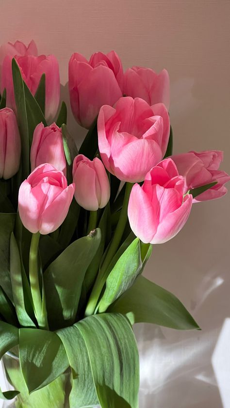 #tulips Wallpaper Flowers Iphone, Pink Flower Wallpaper, Pink Tulips Bouquet, Pink Vibe, Frühling Wallpaper, Tulips Pink, Pretty Flowers Pictures, Flowers Tulips, Your Wallpaper